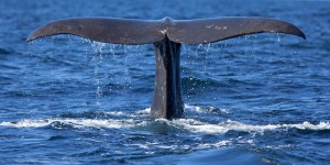 http://www.dreamstime.com/stock-photos-whale-tail-sperm-diving-image31174913