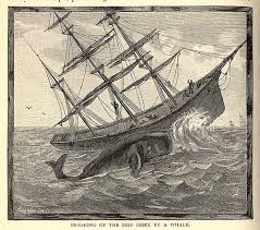 Whaleship Essex is attacked, pictured in this old drawing from the 1830's.