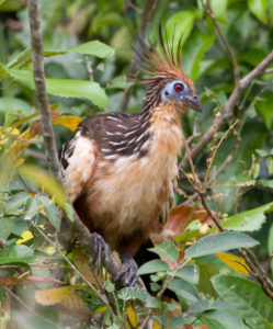 Hoatzin in Guyana rainforest