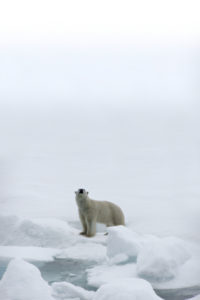 Polar Bear on ice flow