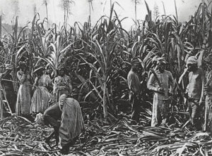 Slaves cutting down sugar cane on a Cuban sugar plantation